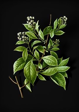 American Bittersweet