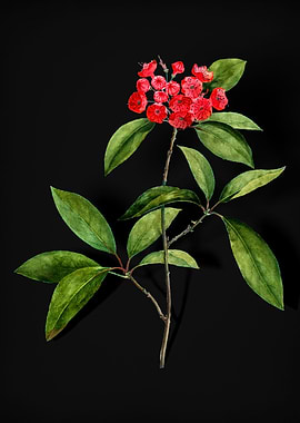 Mountain Laurel Branch
