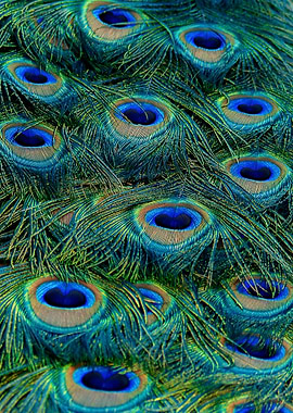 father Peacock colorposter