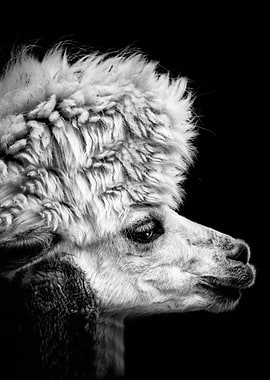 cool cute lama portrait