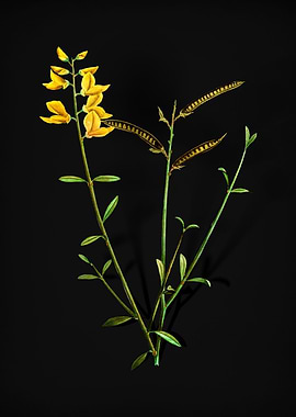 Vintage Spanish Broom