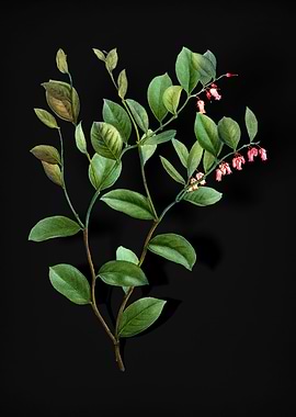 Andromeda Axillaris Bloom