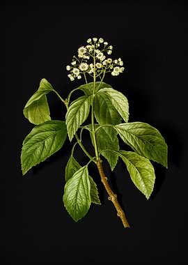 Vintage Climbing Hydrangea