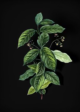 Vintage Broadleaf Spindle