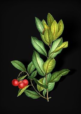 Strawberry Tree Branch