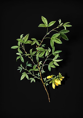 Stinking Bean Trefoil