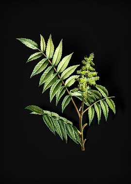 Vintage Staghorn Sumac