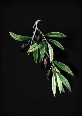 Vintage Olive Tree Branch