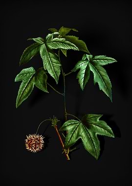American Sweetgum