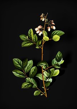 Andromeda Mariana Branch