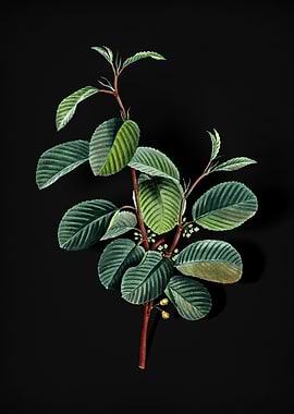 Alpine Buckthorn Plant