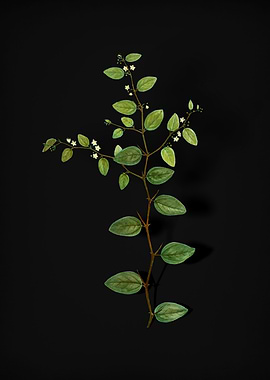 Vintage Christs Thorn