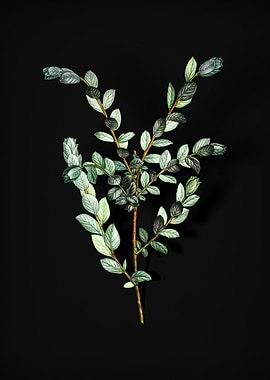 Vintage Creeping Willow