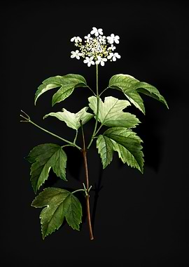 Vintage Guelder Rose
