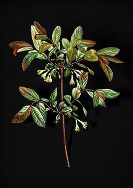 Blooming Honeyberry Flower