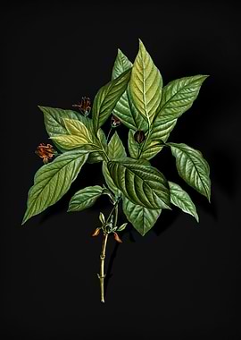 Alpine Honeysuckle Plant