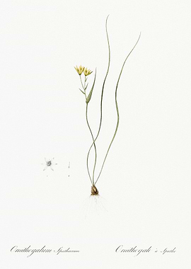 Ornithogalum Spathaceum Il