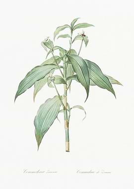 Commelina Zanonia Illustra