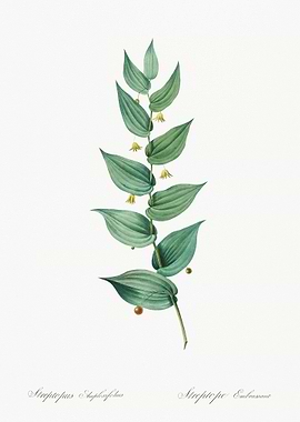 Twistedstalk Illustration