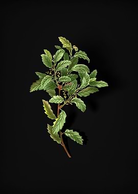 Vintage Evergreen Oak