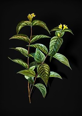 Northern Bush Honeysuckle