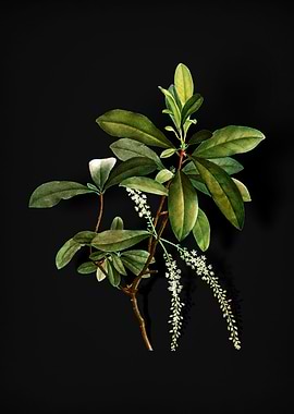 Vintage Swamp Titi Leaves