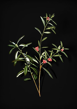 Vintage Bog Rosemary Bush