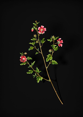 Vintage Cape African Queen