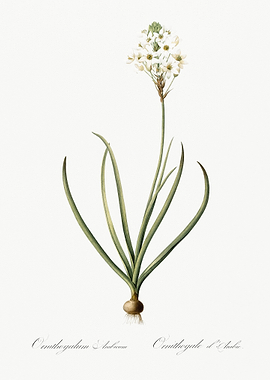 Arabian Starflower Illustr