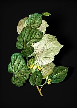 Vintage Linden Tree Branch