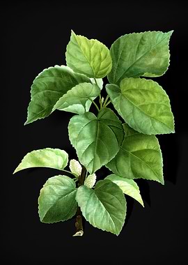 White Mulberry Plant