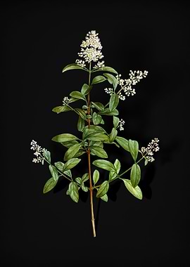 Vintage Wild Privet