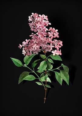 Vintage Chinese Lilac