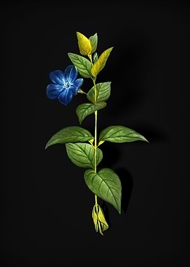 Greater Periwinkle Flower