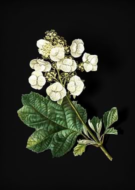 Vintage Oakleaf Hydrangea