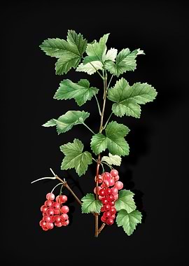 Vintage Redcurrant Plant