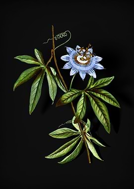 Vintage Blue Passionflower