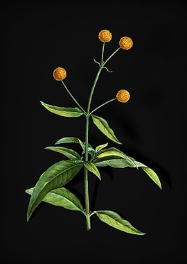 Vintage Orange Ball Tree