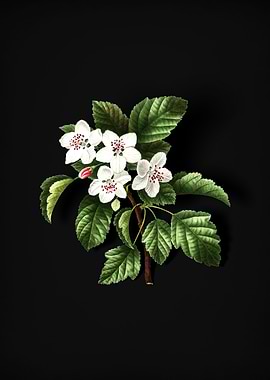 Vintage Sweet Crabapple