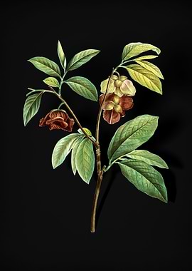 Vintage Papaw Tree Branch