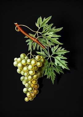 Vintage Grape Vine