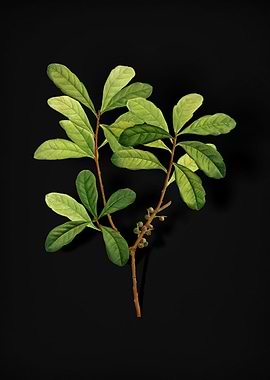 Vintage Northern Bayberry