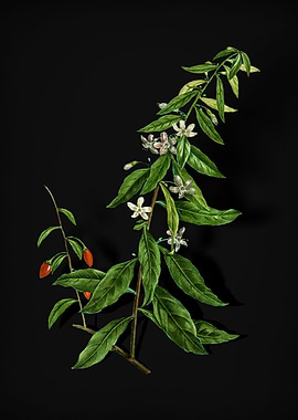 Vintage Goji Berry Tree
