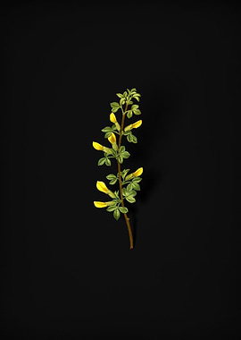 Vintage Common Cytisus