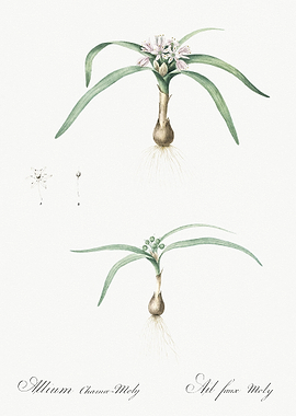 Dwarf Garlic Illustration