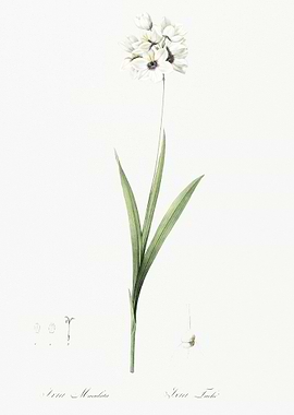 Ixia Maculata Illustration