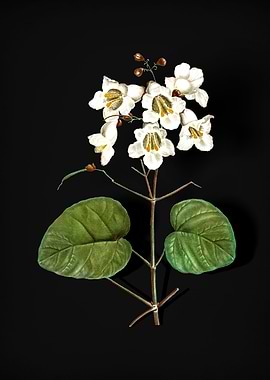 Catalpa Cordifolia Flower