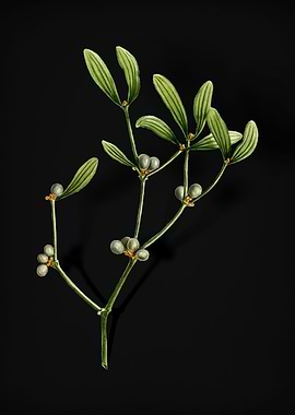 Viscum Album Branch