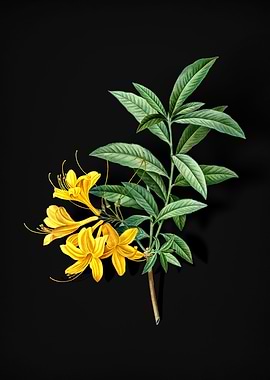 Vintage Yellow Azalea