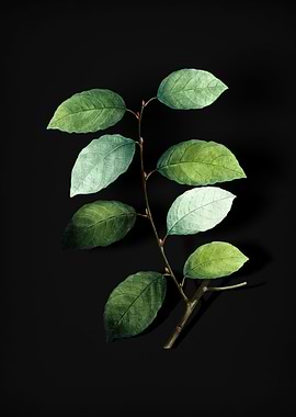 Vintage Eared Willow